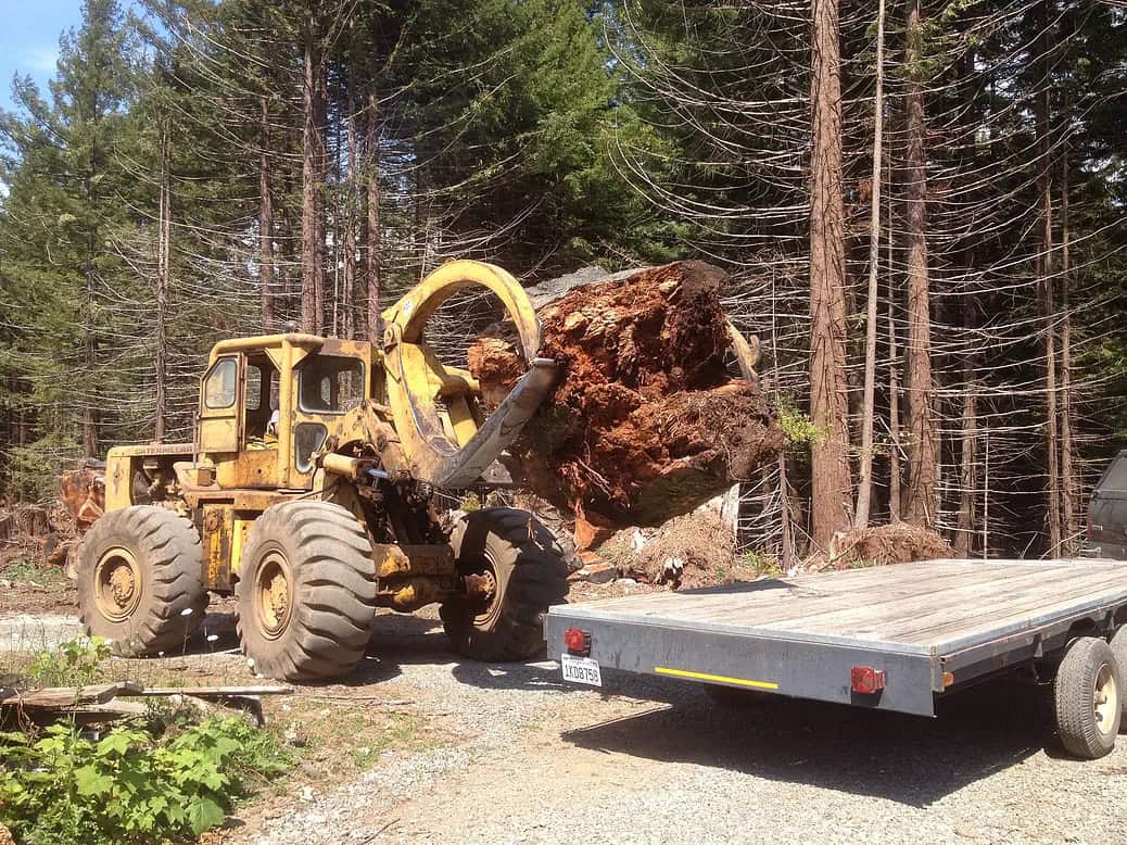 How does a burl grow?