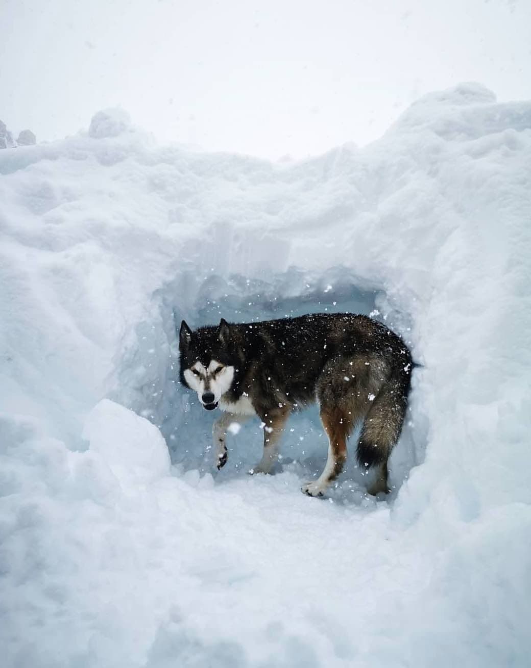 perro nieve