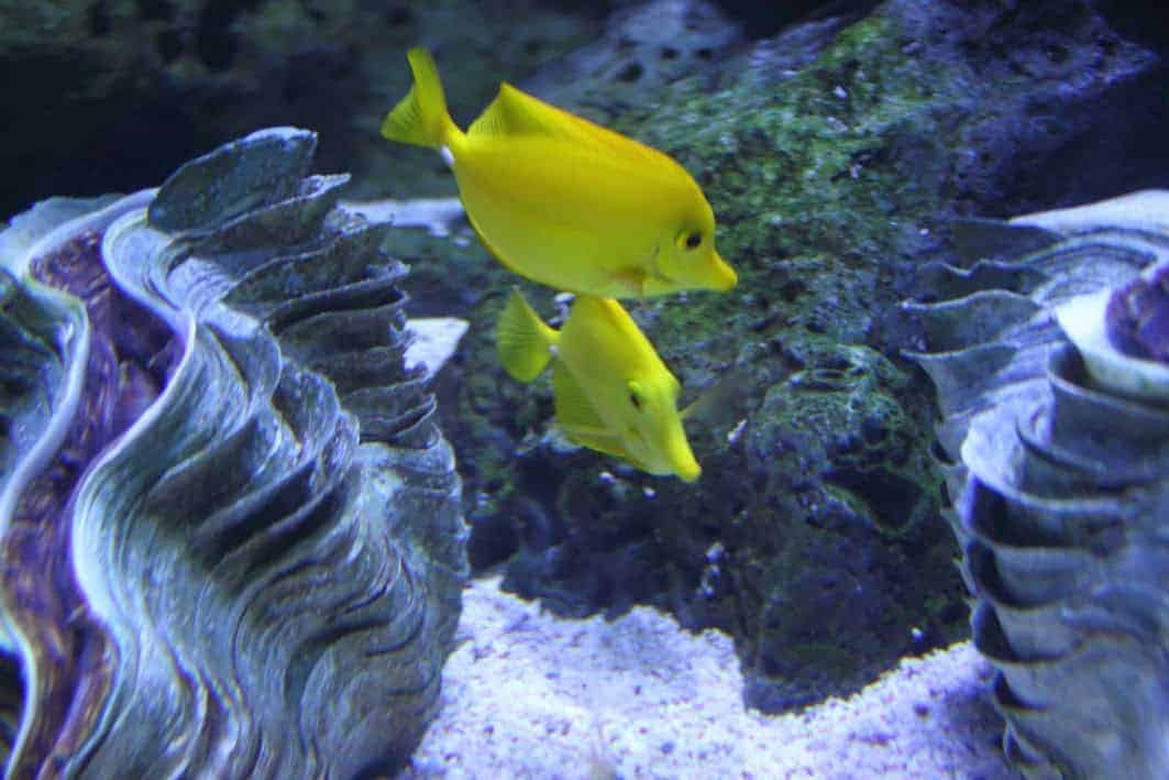 fish aquarium yellow