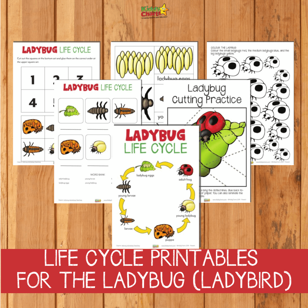 Ladybug life cycle printable examples.