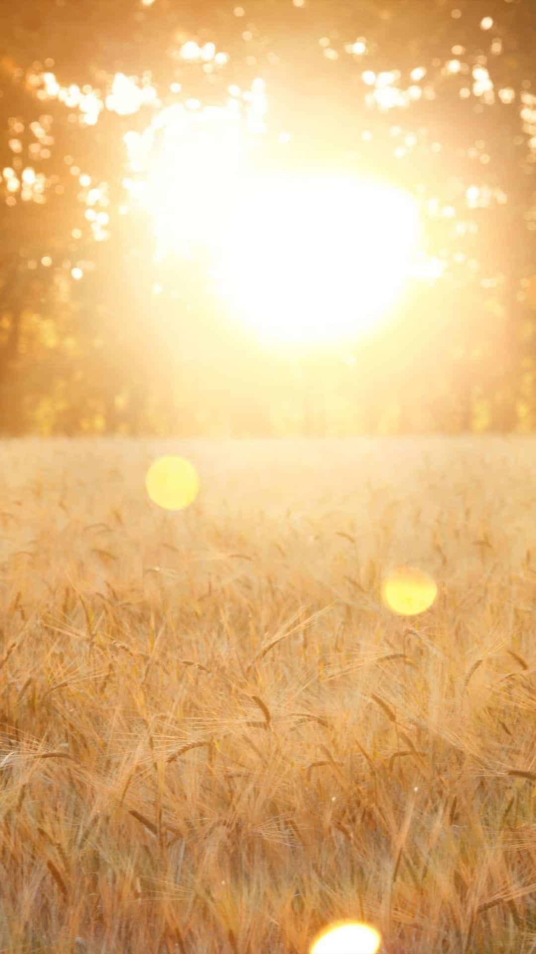 Sunset iphone Wallpaper