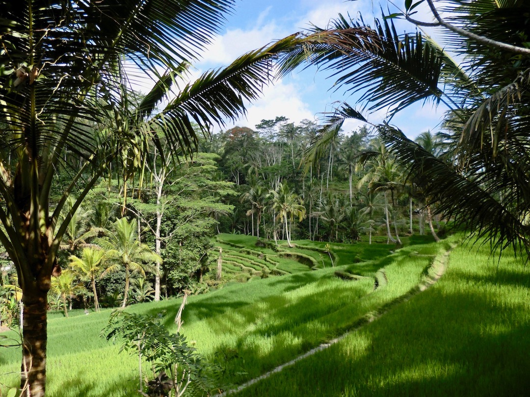 Eat Pray Love auf Bali: Auch Julia Roberts fährt durch die Reisterrassen nahe Ubud