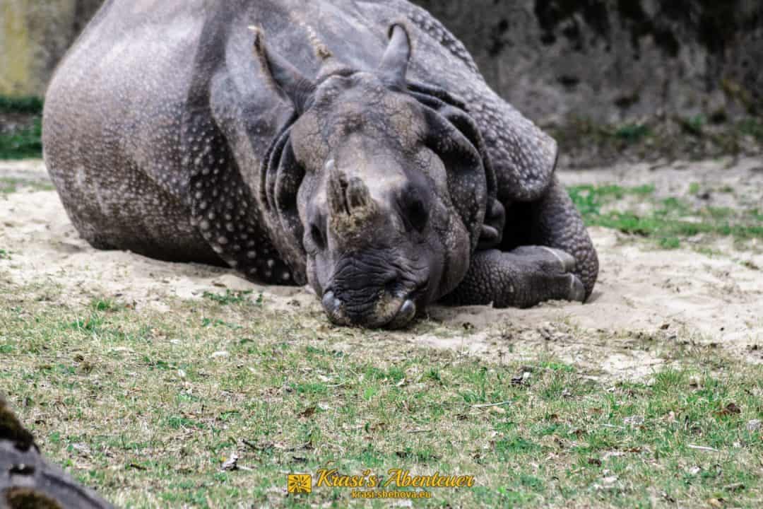 Tierpark Hellabrunn / Зоопарк Хелабрун