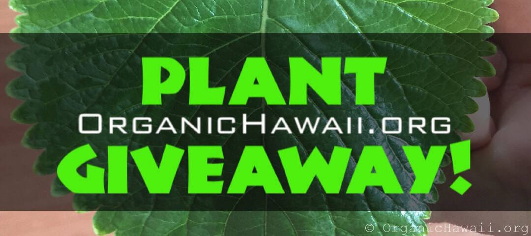 Organic Plant Giveaway contest