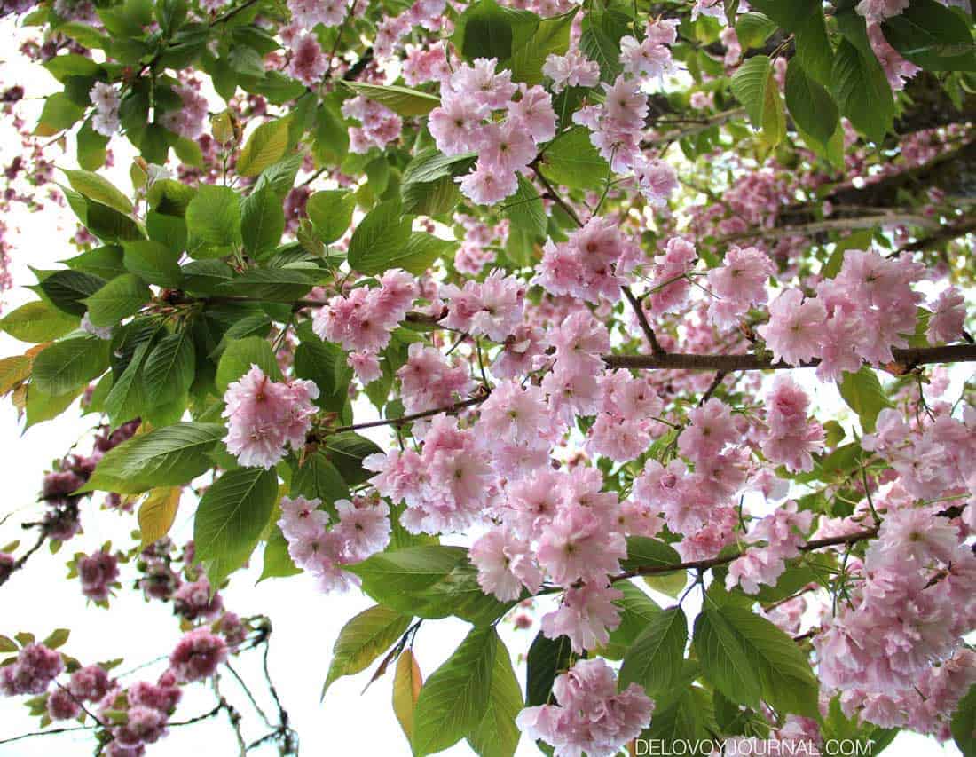 Цветение сакуры весной -Sakura