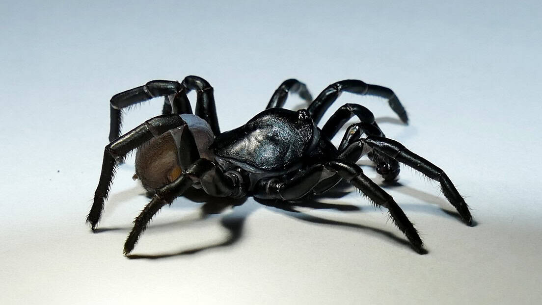 Nueva especie de araña