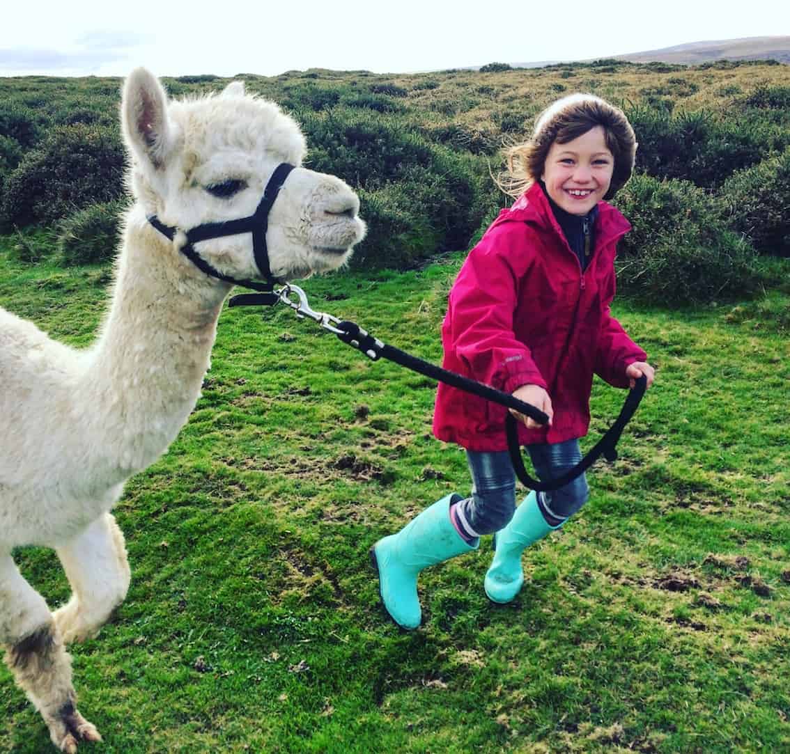 walking llamas on dartmoor