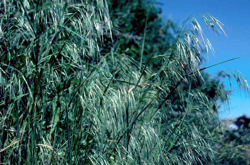 Cheatgrass (Bromus tectorum). Photo David Pyke. USGS Public domain.