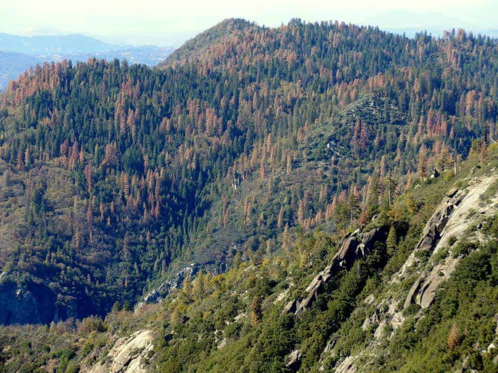 Dead trees viewed from the Colony Mill Trail in Sequoia National Park, photographed in 2015 during severe drought in California. Photo: Nate Stephenson, USGS Western Ecological Research Center. Public domain.