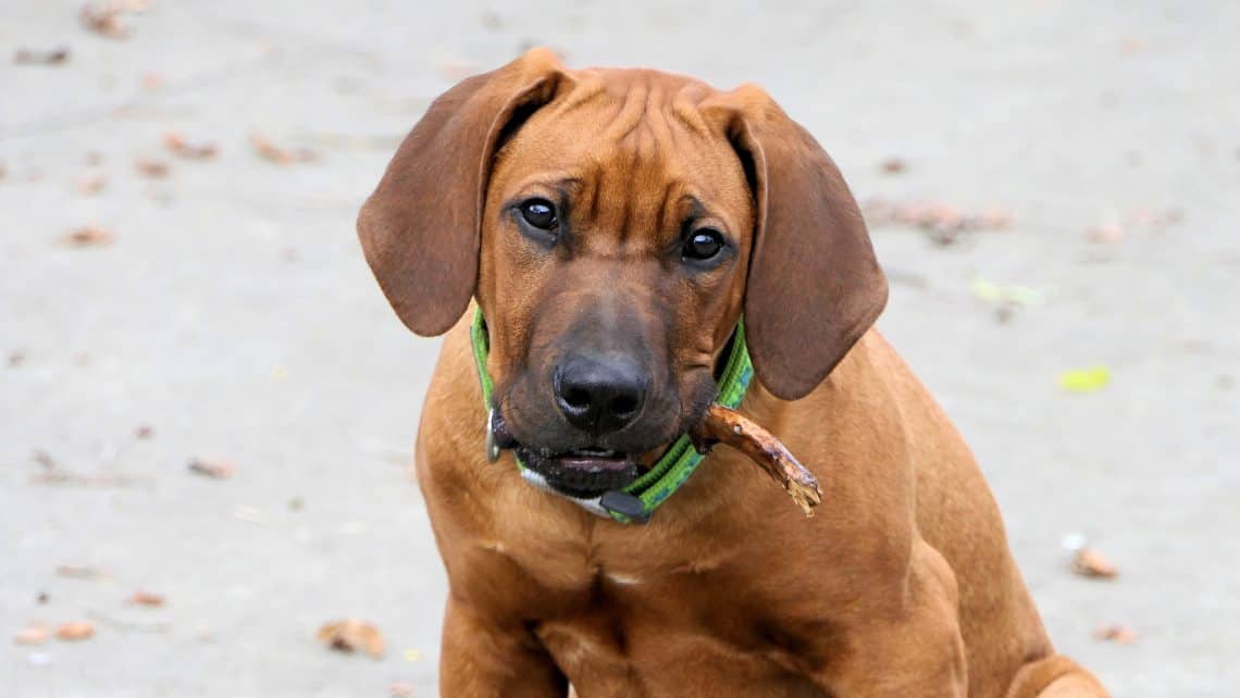 Rhodesian Ridgeback puppy