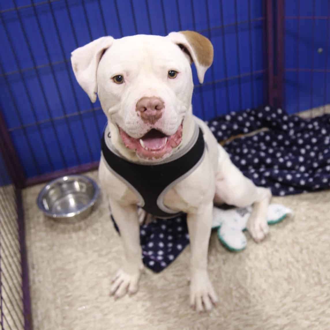 D6B6C684-29DE-4A05-8E04-F195858AFD99 Canelo – Adopted