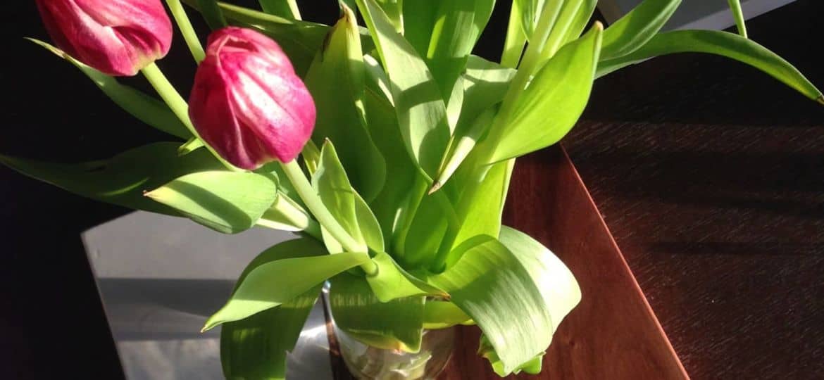 tulips on concrete and guanacaste end table