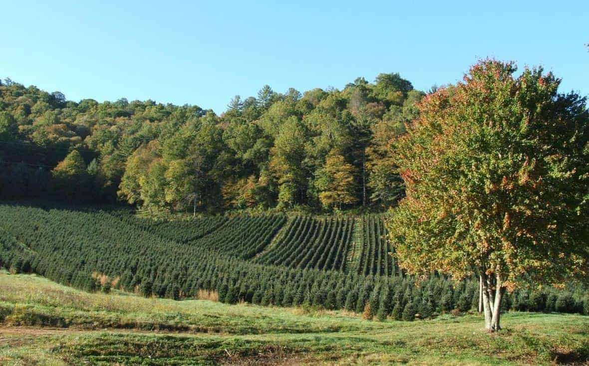 A Christmas tree farm in the mountains of western North Carolina. Photo: Randolph Femmer, USGS. Public domain.