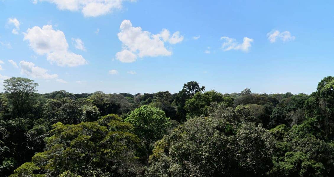A view of the tropical forest from a USGS Amazon forest study site near Santarém, Brazil.