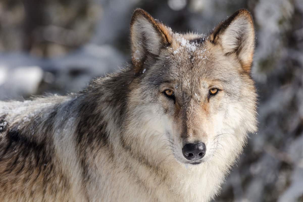 A grey wolf in Yellowstone National Park. Photo: NPS / Jacob W. Frank, public domain.
