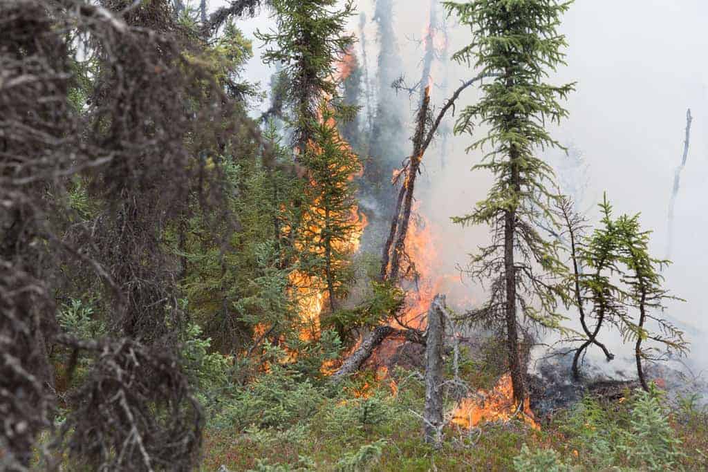 Flames rising up black spruce, Lake Clark National Park and Preserve.