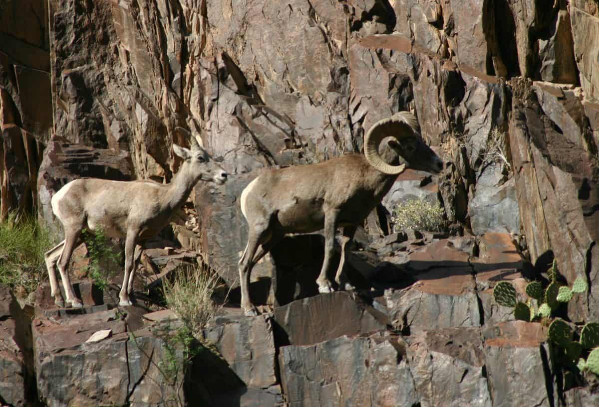 Two bighorn sheep on the edge of a rock face in Grand Canyon National Park