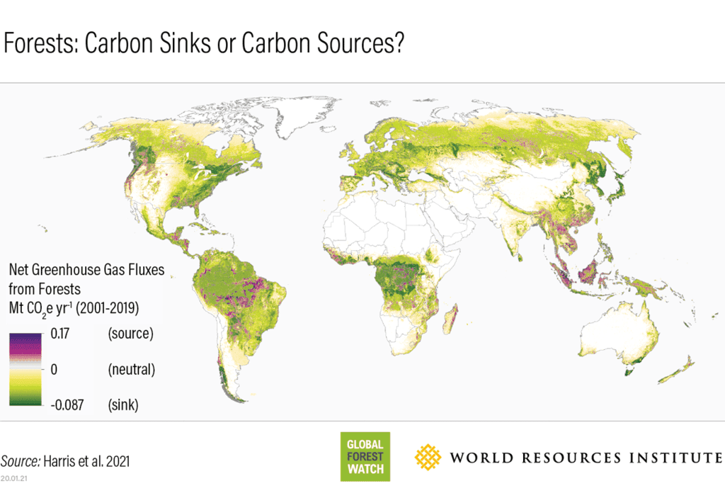 World map showing forested regions that are sources of carbon emissions (purple) and where they are carbon sinks (green). Credit: Harris et al. 2021 / Global Forest Watch / World Resources Institute
