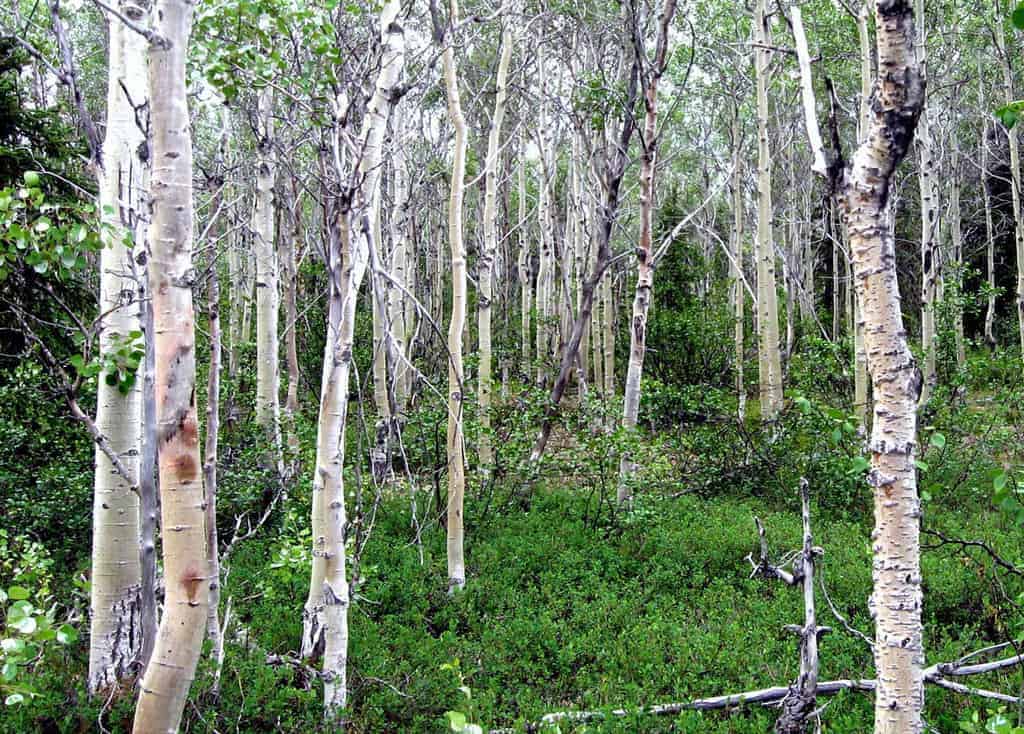 Quaking Aspen grove, Kobuk Valley National Park, NPS, public domain.