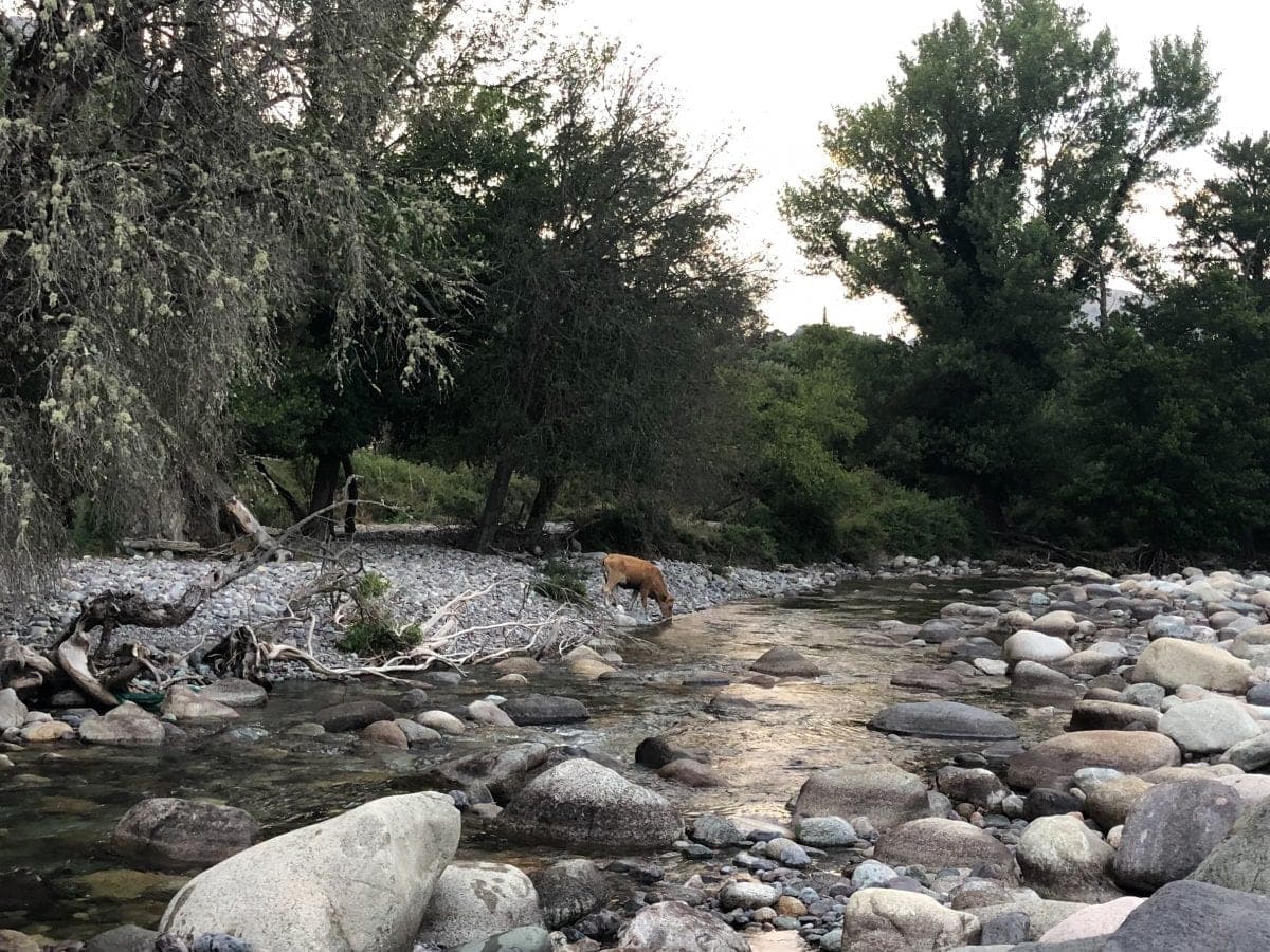 Fluss Ascotal mit Kuh - Campervan Roadtrip Schweiz Korsika Italien