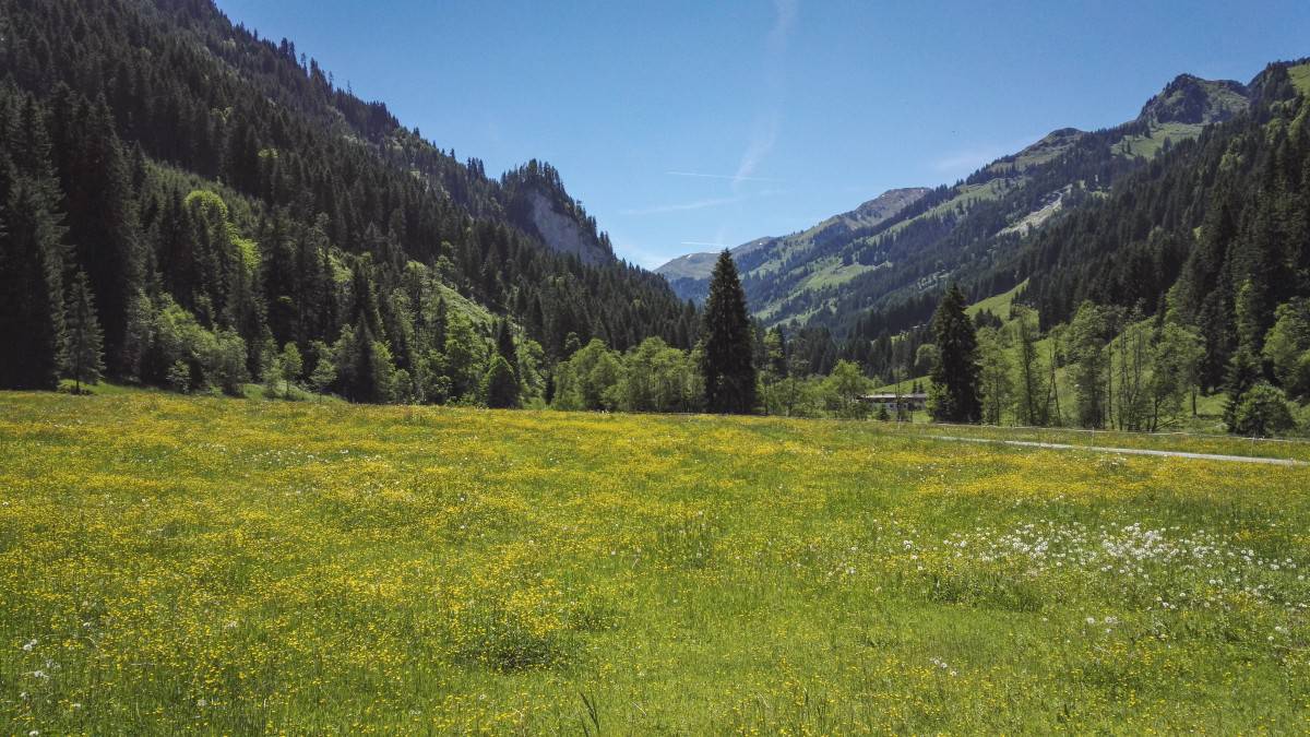 bluehende Bergwiesen
