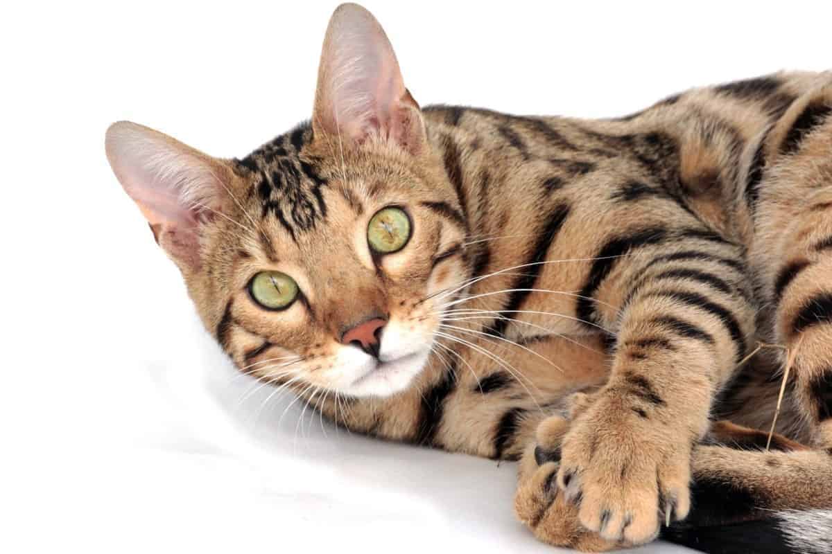 Banning Bengals Hybrid Cats And Breed Specific Legislation Life