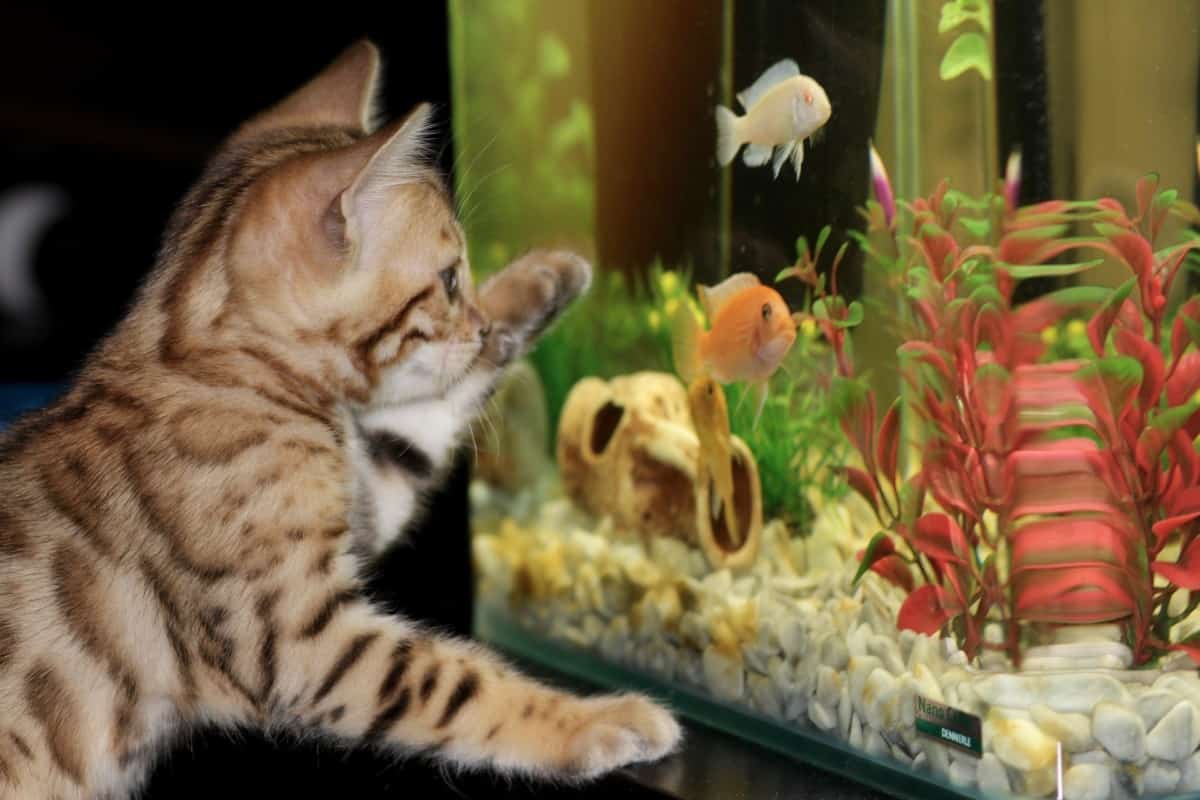 Enrichment Ideas For Indoor Cats Life Cats