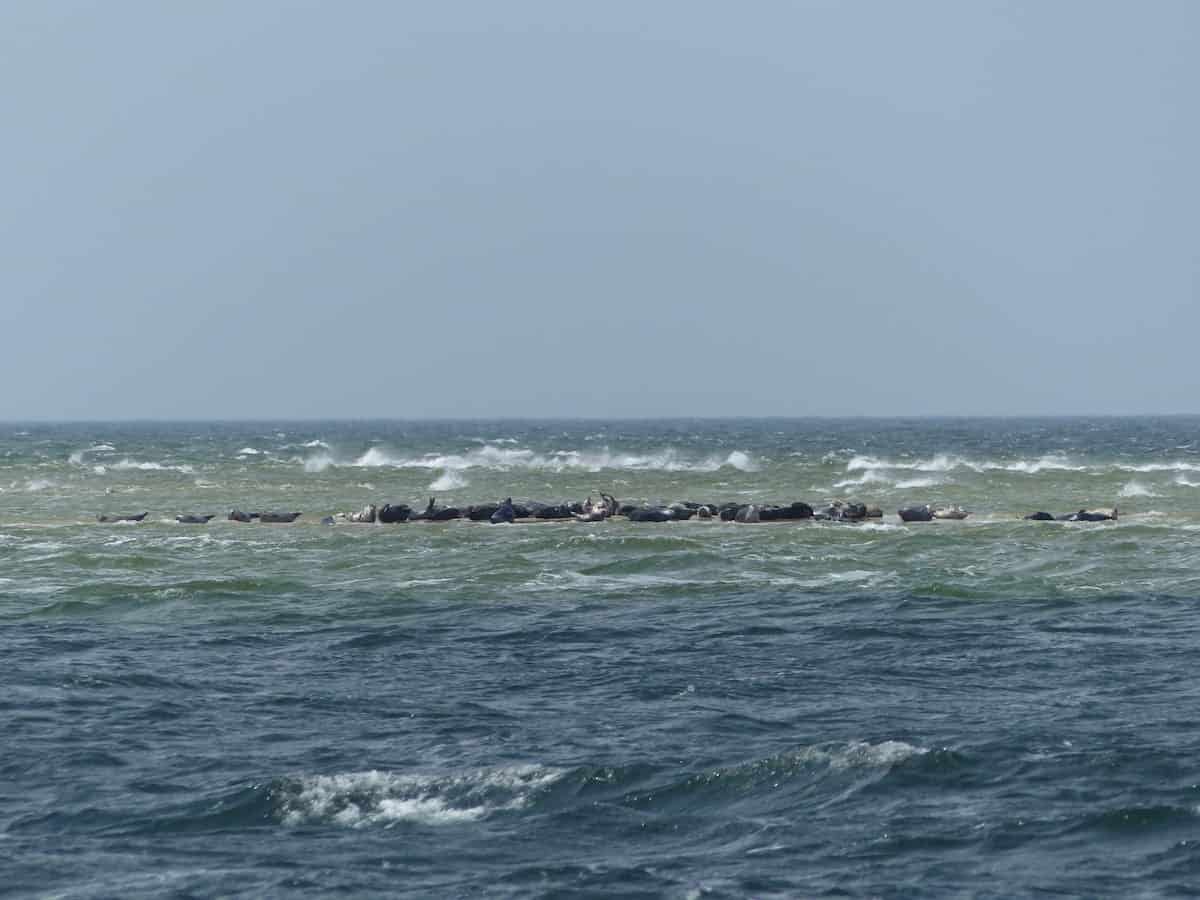 Weltnaturerbe Wattenmeer Seehundbank
