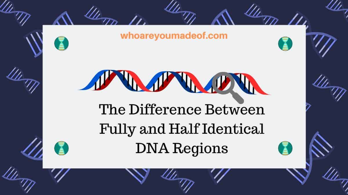 The Difference Between Fully and Half Identical DNA Regions
