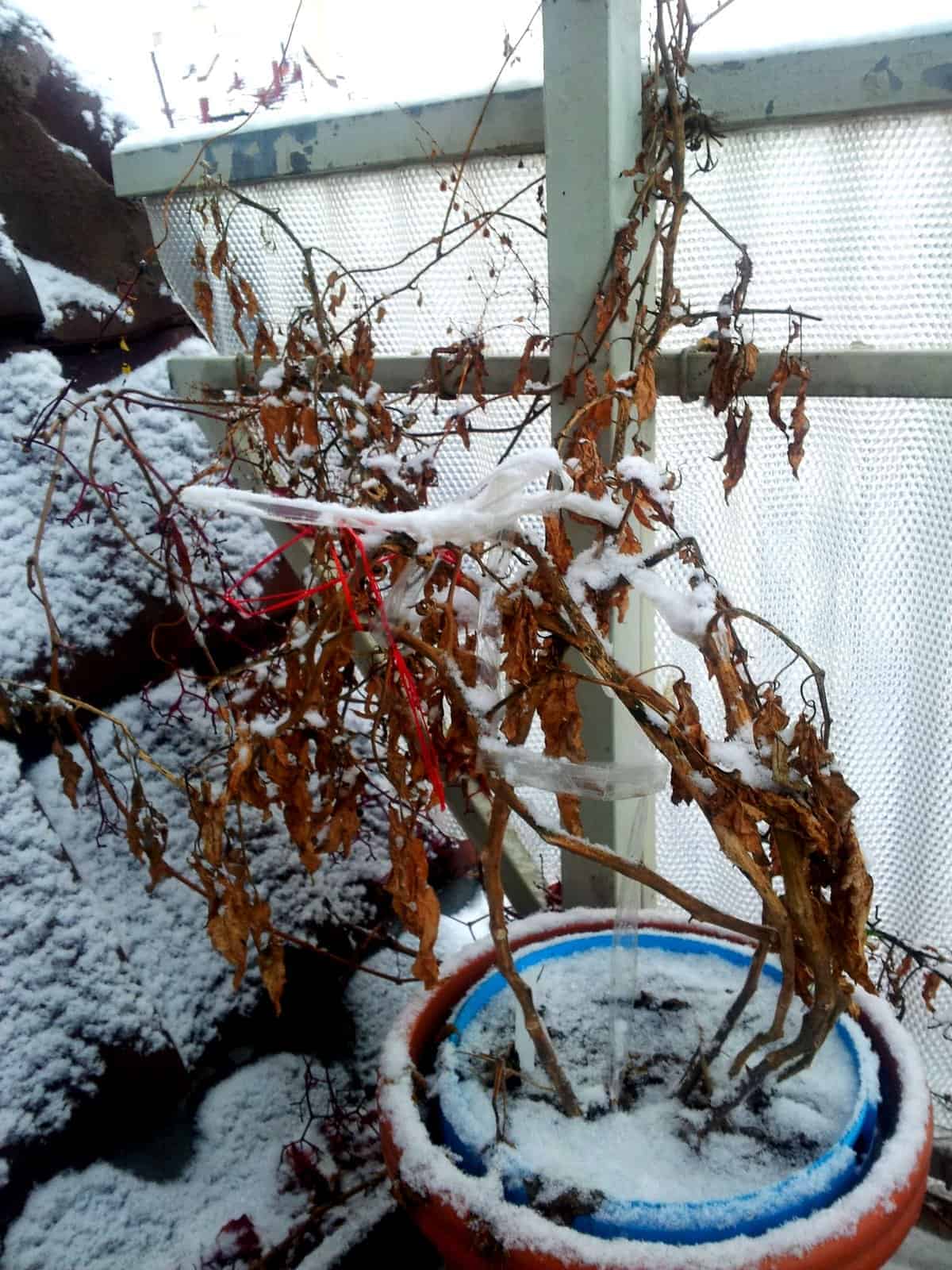Winter auf dem Balkon