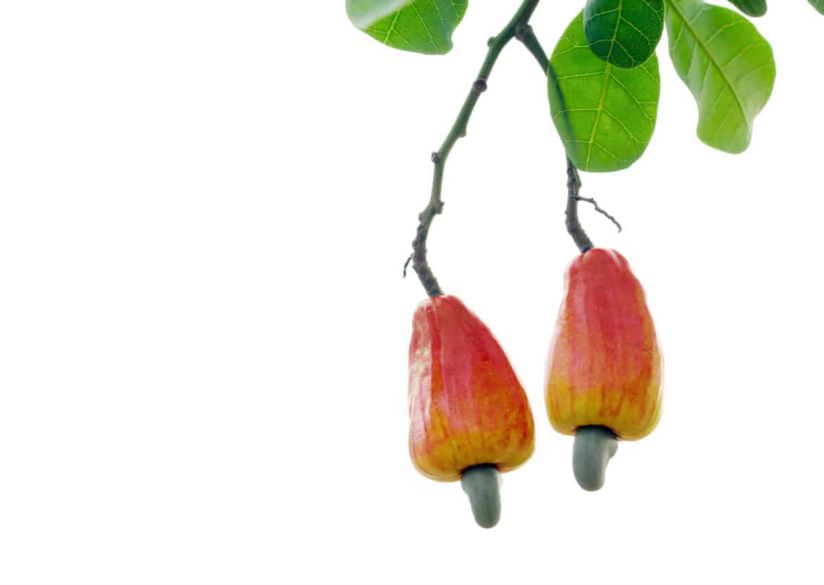 Anacardium Homöopathie » Aufstossen » Erbrechen » Verstopfung Erfahre mehr über Anacardium und die heilende Wirkung bei Krankheiten wie Aufstossen, Erbrechen und Verstopfung. Fotolia © ณัฐวุฒิ เงินสันเทียะ