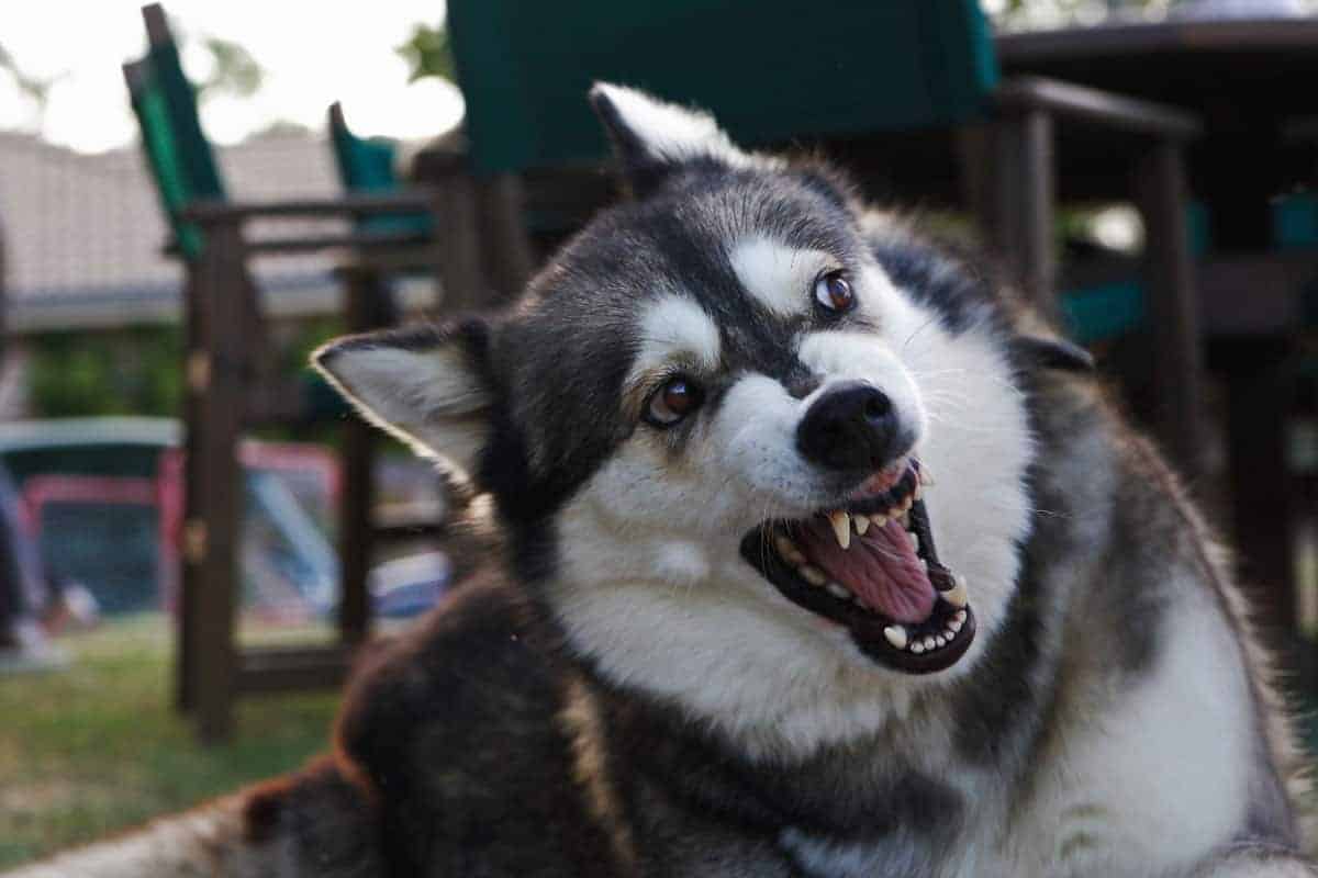 A husky with a snarl
