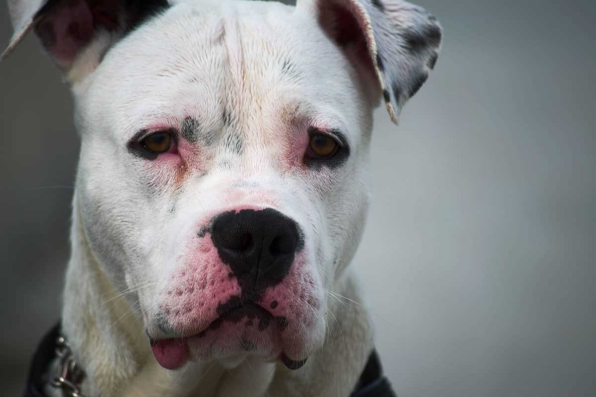 A tense Dog stare