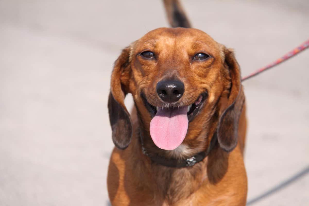 A Dachshund smile