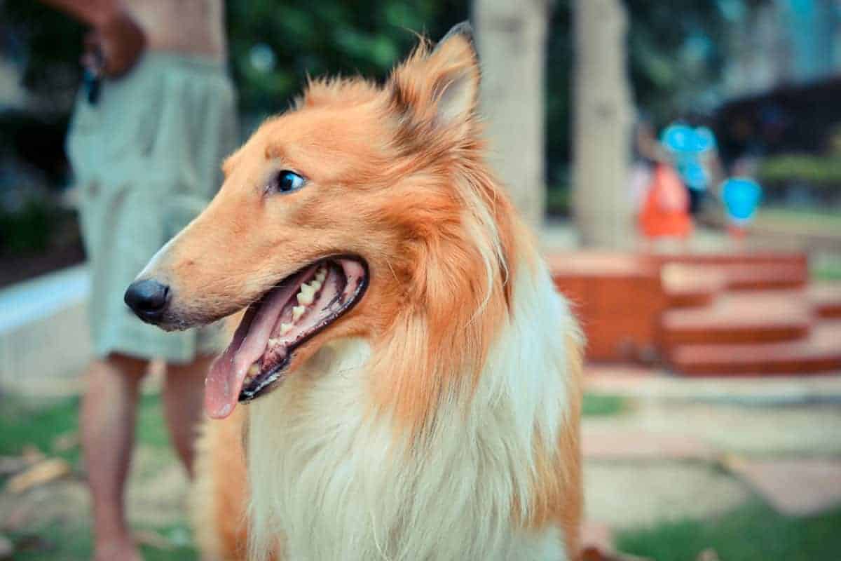A dog looking away