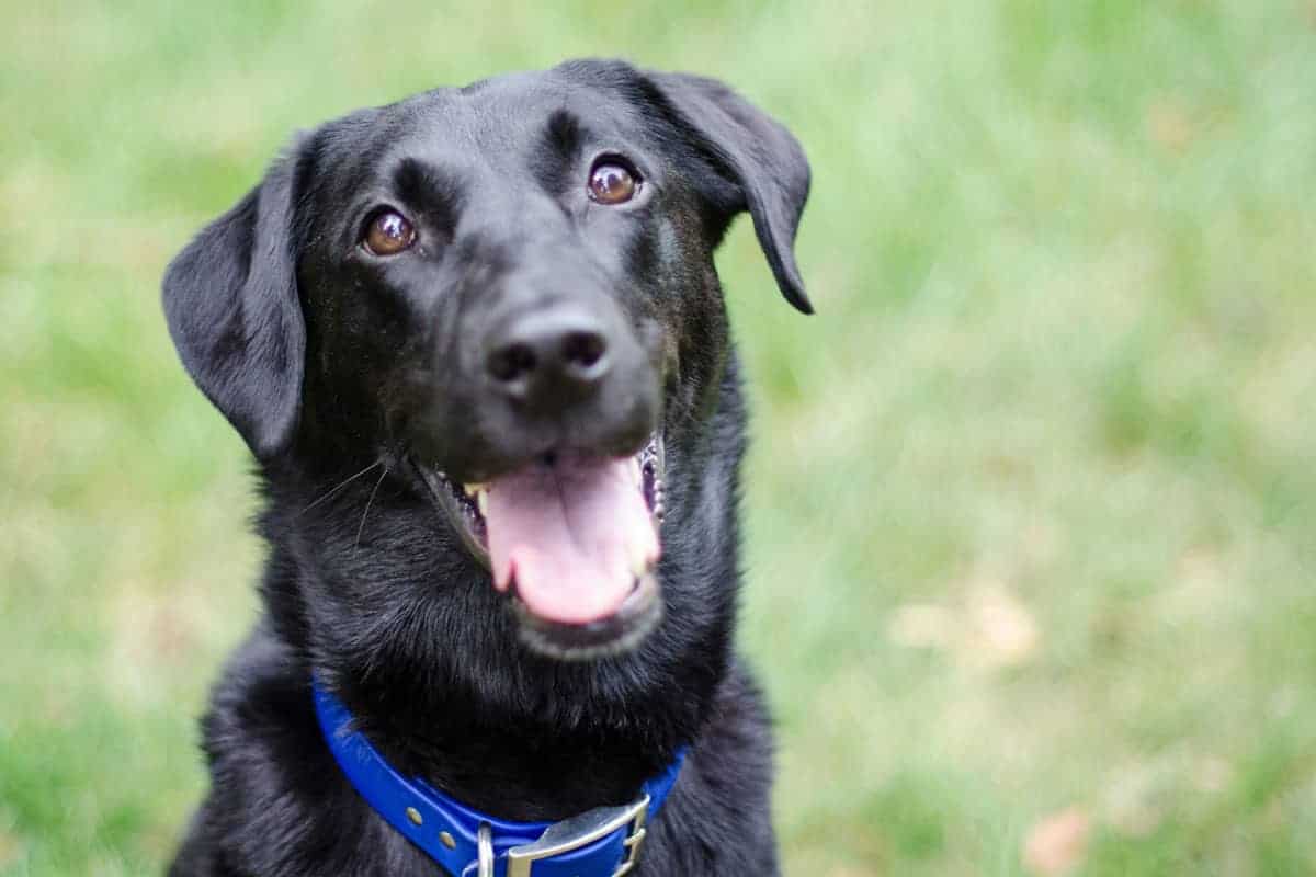 Dog Luke with a happy smile