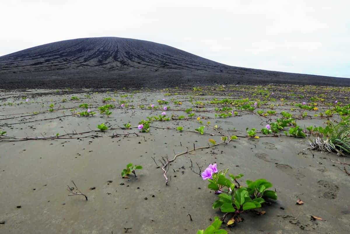Vegetation taking root on the flat isthmus of Hunga Tonga-Hunga Ha’apai. The volcanic cone is in the background. Credit: Dan Slayback