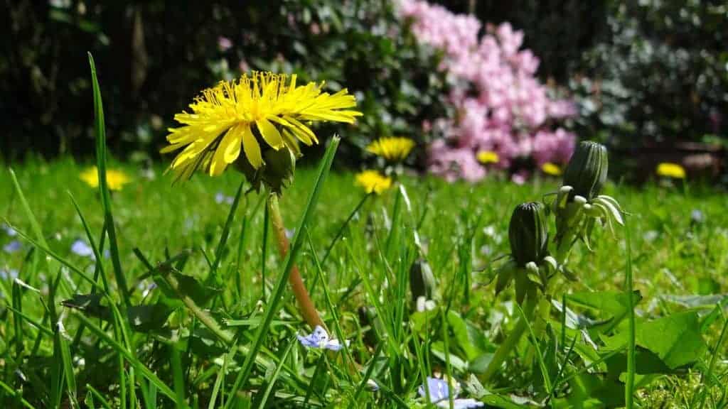 true dandelion in a meadow