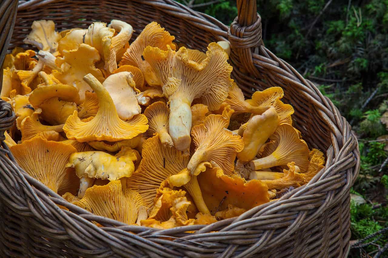 Pilze sammeln in Nürnberg und Umgebung im Herbst.
