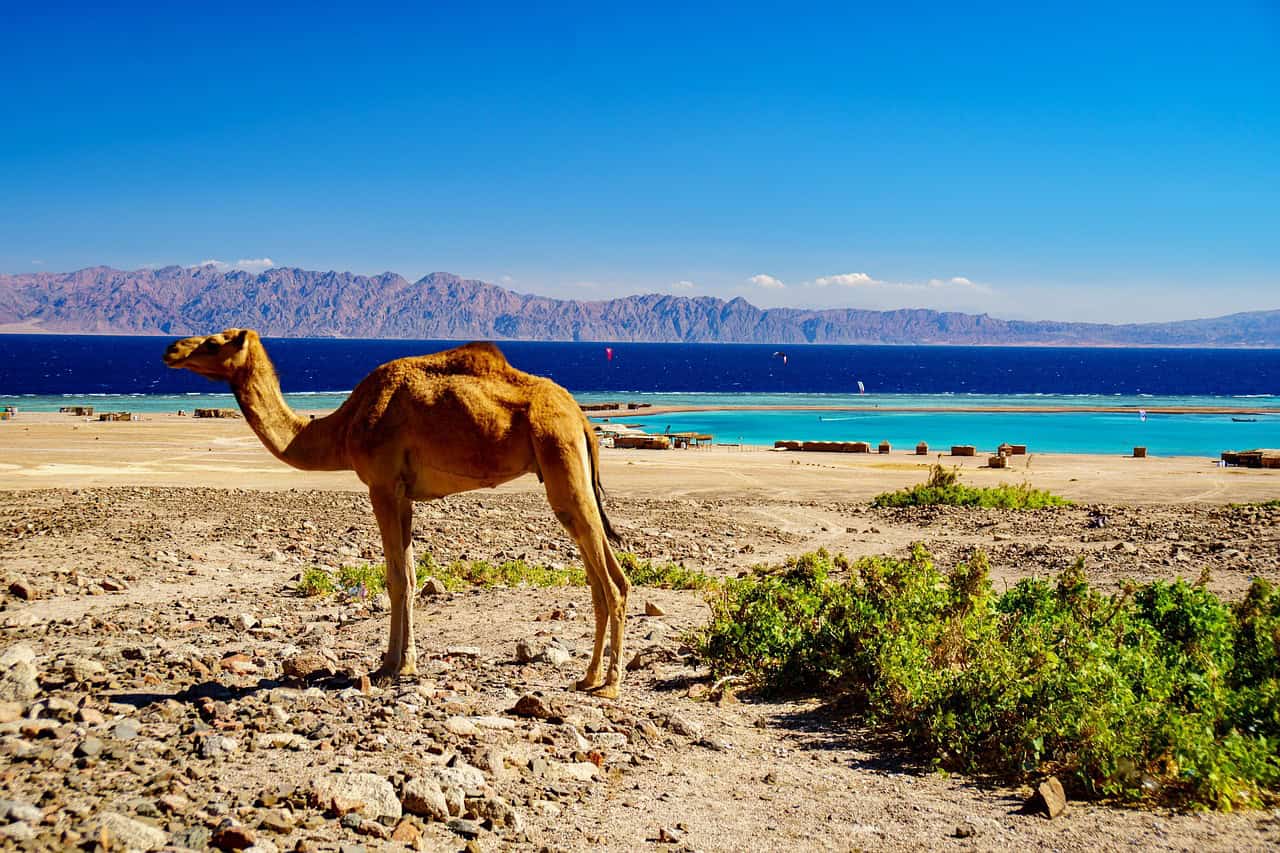 Last Minute Ägypten oder doch lieber Frühbucher Rabatt sichern & deinen Strandurlaub planen Last Minute Ägypten oder doch lieber Frühbucher Rabatt sichern & deinen Strandurlaub planen