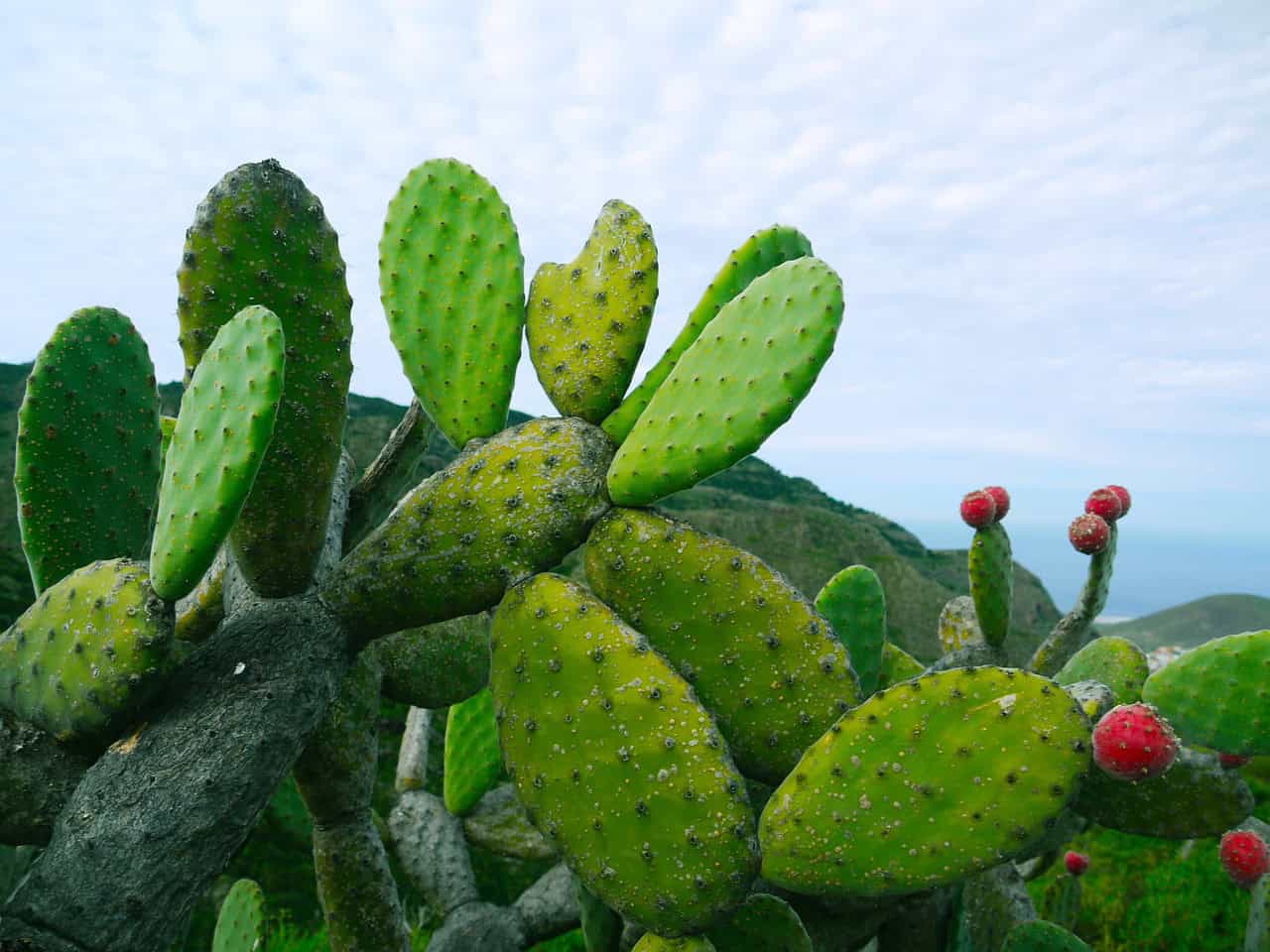 Die Fauna der Insel ist wunderbar zahlreiche Kakteen und exotische Pflanzen findet Ihr hier Die Fauna der Insel ist wunderbar zahlreiche Kakteen und exotische Pflanzen findet Ihr hier