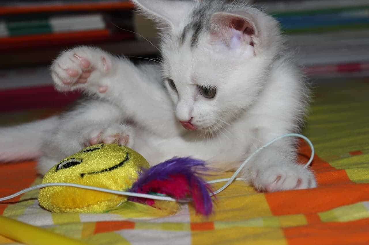 6 Tips For Preparing To Bring Home Your New Kitten Life Cats