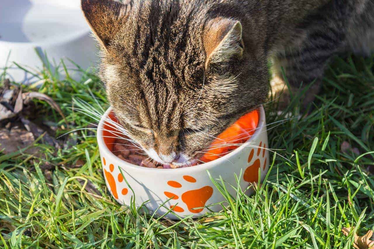 How To Decode Cat Food Labels Life Cats