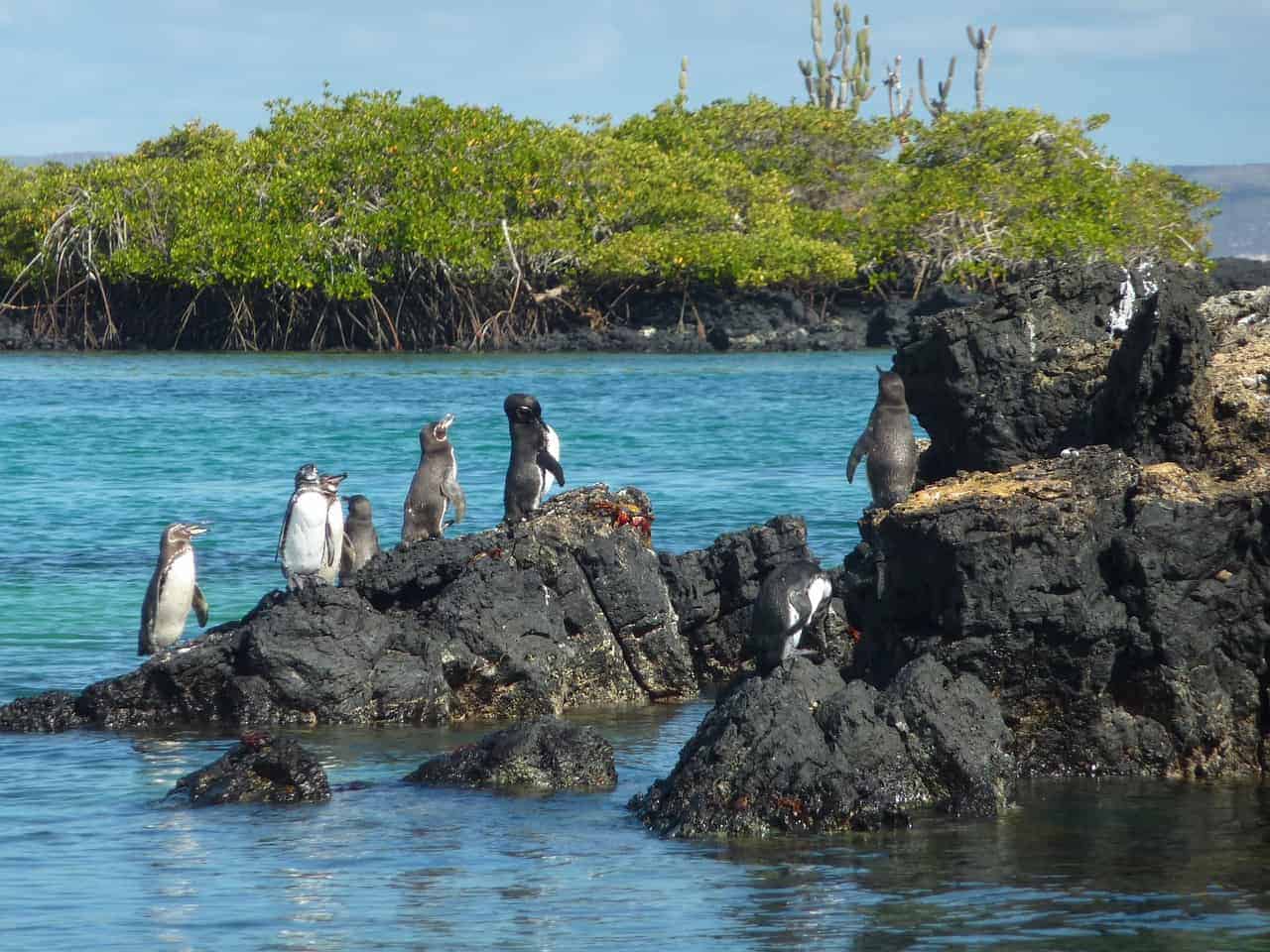 Während des Galapagos Inselhopping werdet Ihr schon auf dem Weg nach Islet Tntoreras zahlreiche Pinguine und Haie entdecken Während des Galapagos Inselhopping werdet Ihr schon auf dem Weg nach Islet Tntoreras zahlreiche Pinguine und Haie entdecken