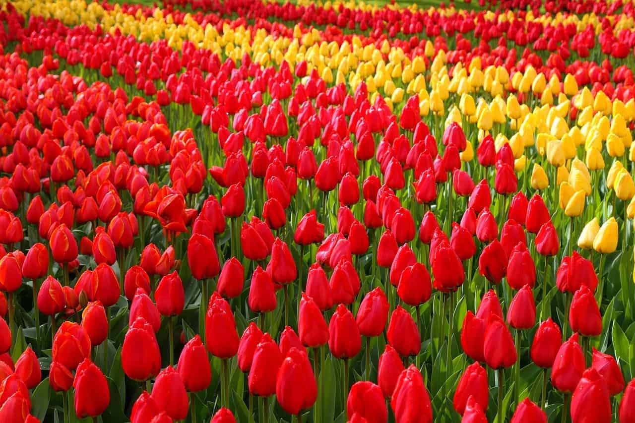 Beste Reisezeit mitte April Keukenhof hat nur 7 Wochen im Jahr geöffnet Beste Reisezeit mitte April Keukenhof hat nur 7 Wochen im Jahr geöffnet