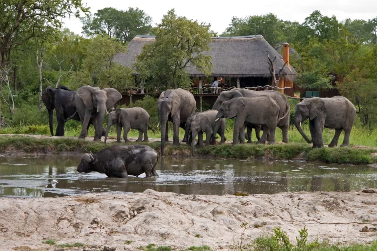 Simbambili Game Lodge Waterhole