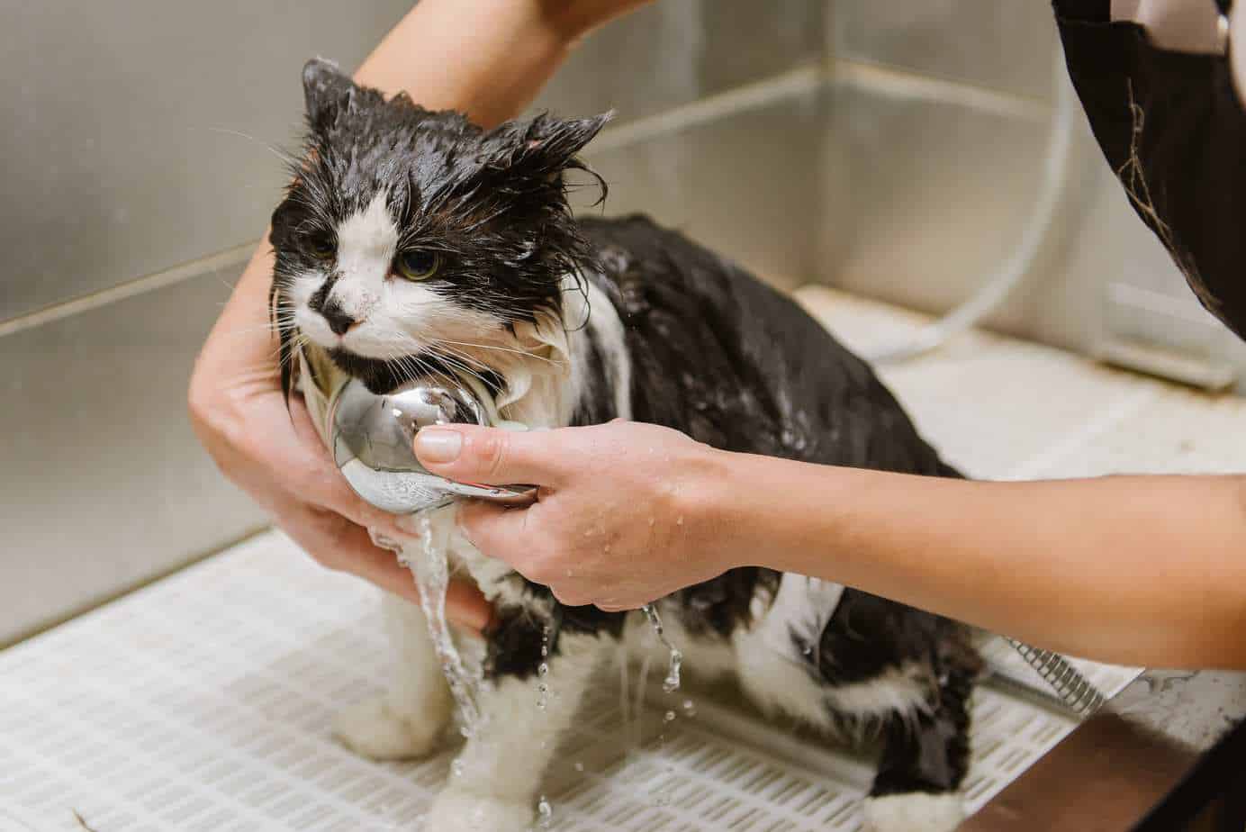 How To Groom A Cat Life Cats