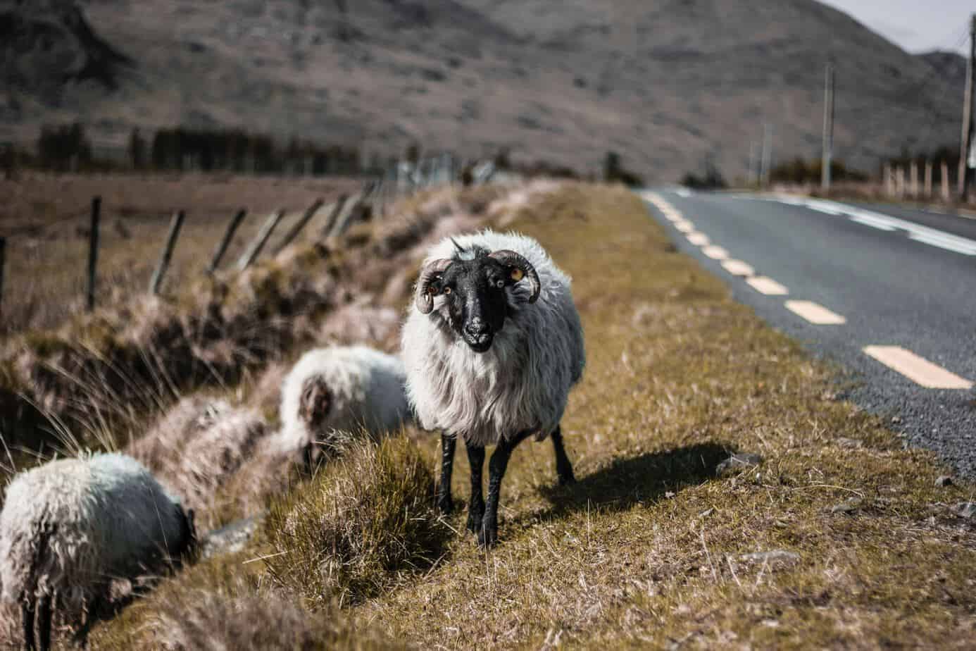 Irish Road Trips The Ring Of Kerry