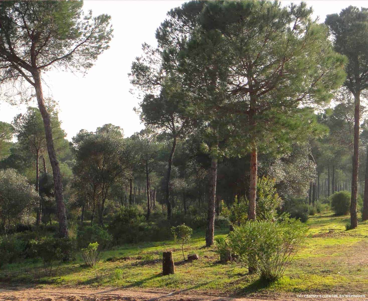 paseo a caballo arboles paseo a caballo arboles