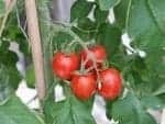 Tomaten düngen - wie und womit richtig? Tomaten düngen - wie und womit richtig?